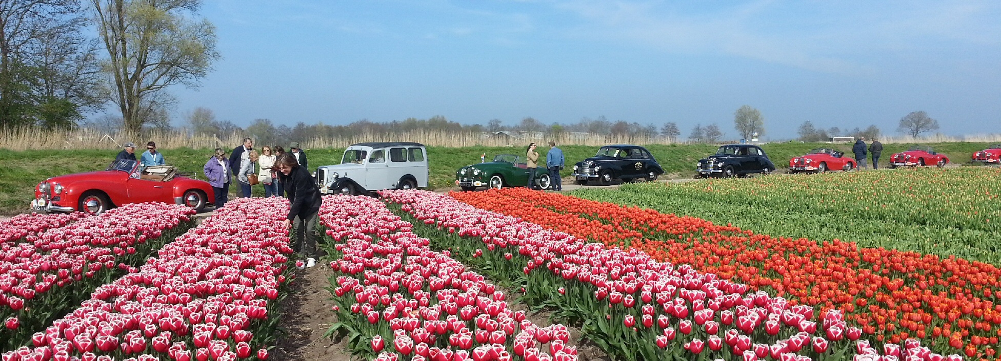 Jowett Jupiter at Dutch bukb field April 2015